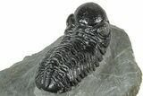 Detailed Morocops Trilobite - Preserved Eye Facets #322267-4